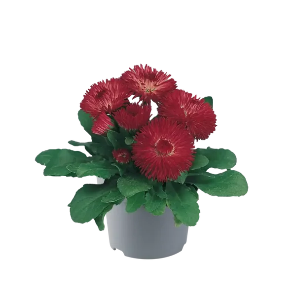 Bellis red p12