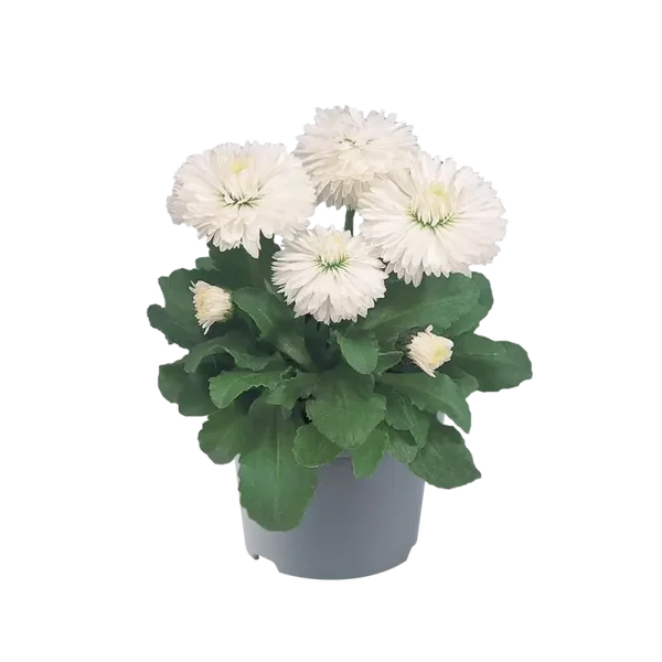 bellis wit p12