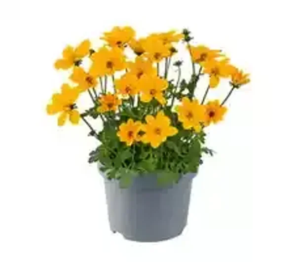 Bidens