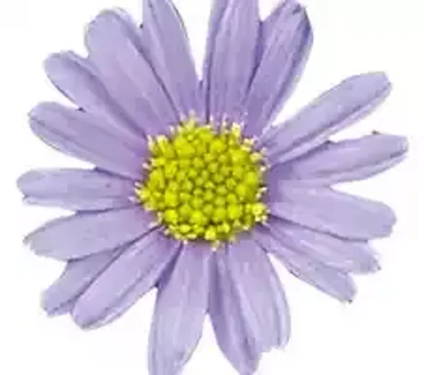 Brachyscome