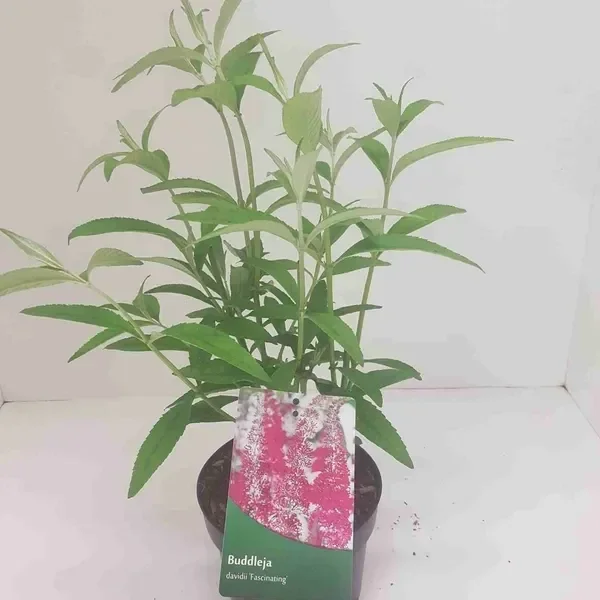 buddleja summer beauty