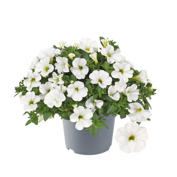 calibrachoa