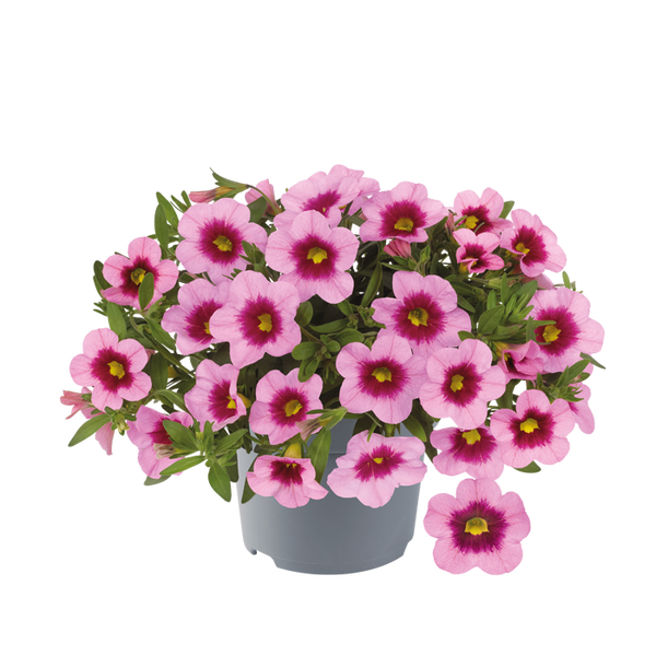 calibrachoa