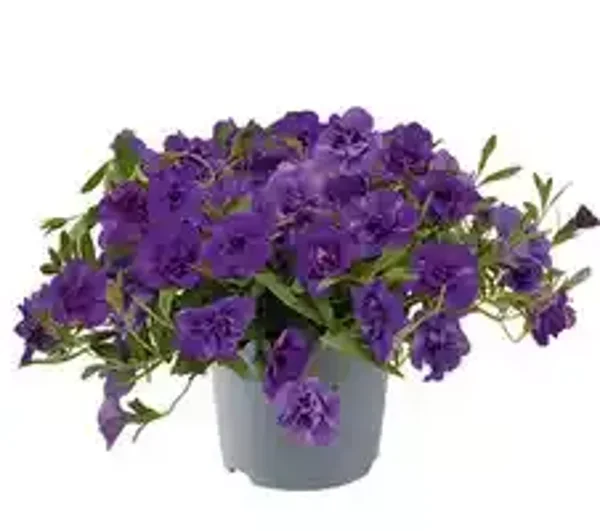 calibrachoa