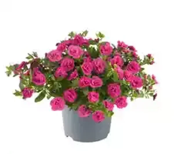 calibrachoa