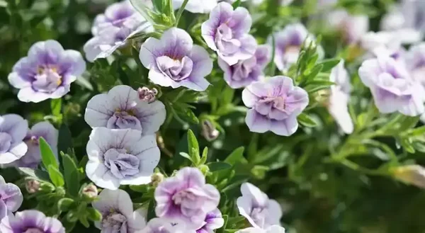 calibrachoa
