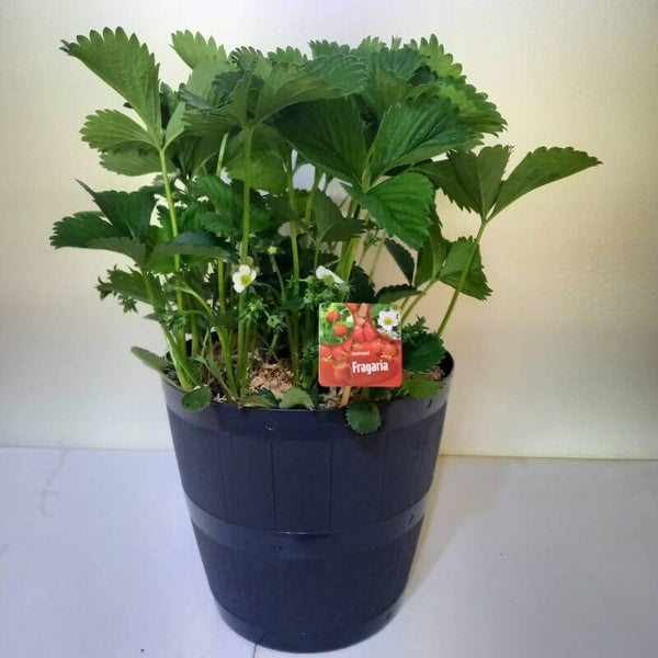 aardbeienplant in waterton 28cm