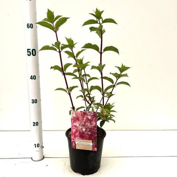 Hortensia pan. Vanille-Fraise