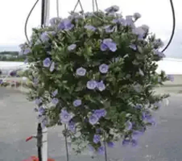 convolvulus