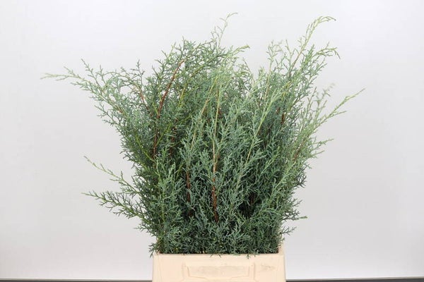 Cupressus hand bosje
