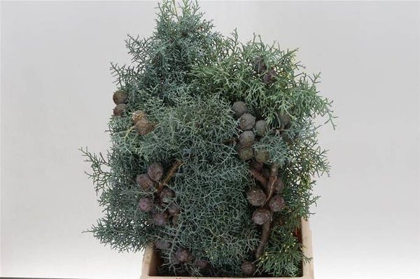 Cypress hand bos