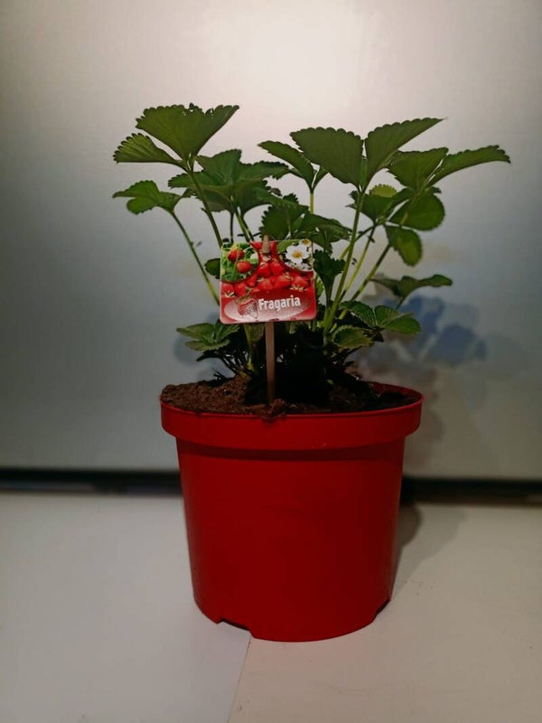 aardbeienplant 7.5liter pot