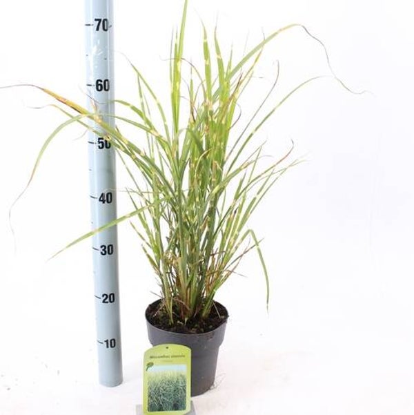 Miscanthus zonde. 'Strictus