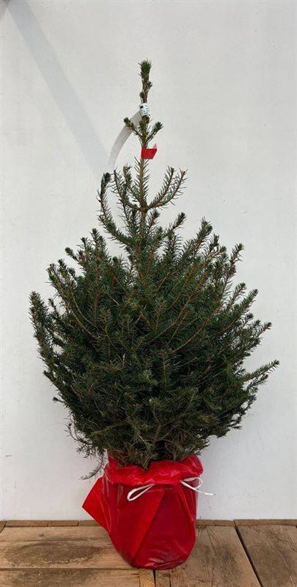 omorika 125-150cm in pot