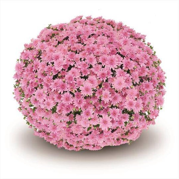 "Talent Chrysanthemum" Bolchrysant  (± 60cm)