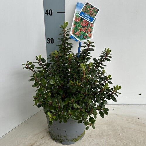 Escallonia 'Rode Droom'