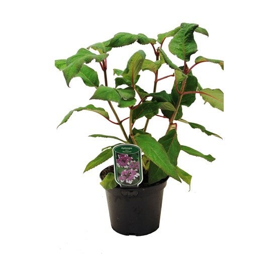 hydrangea aspera 'macrophylla' 1 meter hoog