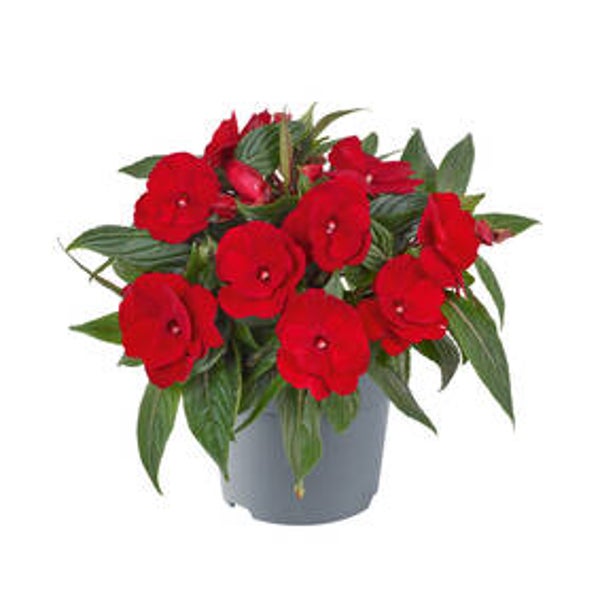 Impatiens Vlijtig liesjes
