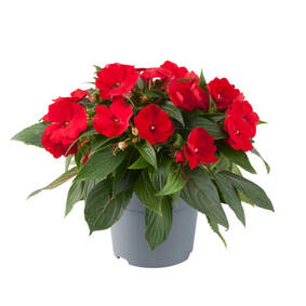 Impatiens Vlijtig liesjes