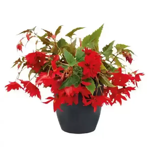 Begonia