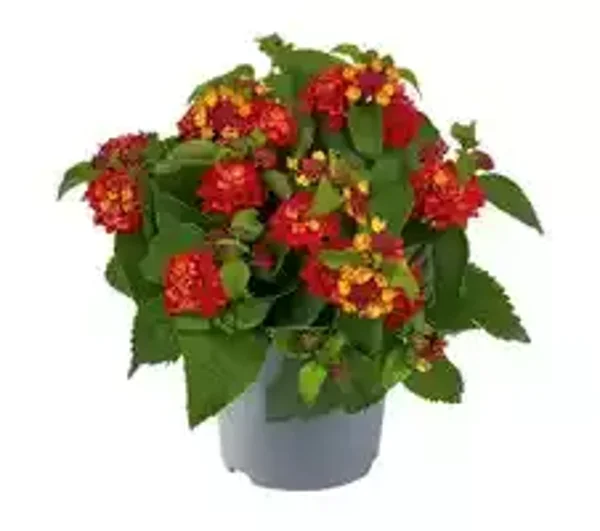 Lantana