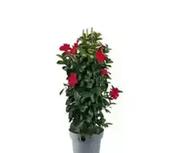 Sundaville pot19 hoogte 75cm