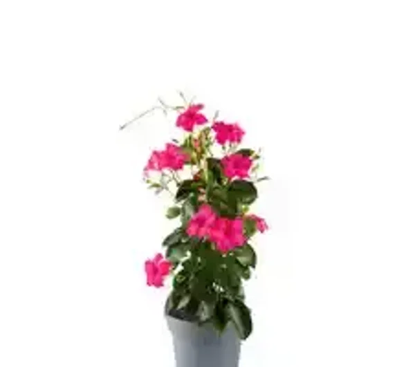 Sundaville pot19 hoogte 75cm