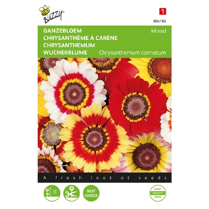 Buzzy® Chrysanthemum, Ganzebloem gemengd