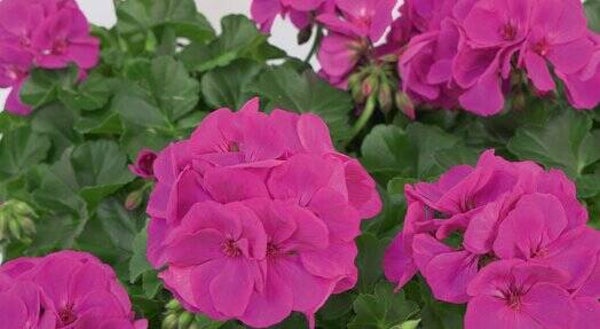 geranium hang/staand