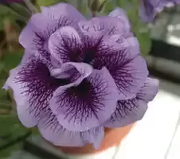 petunia
