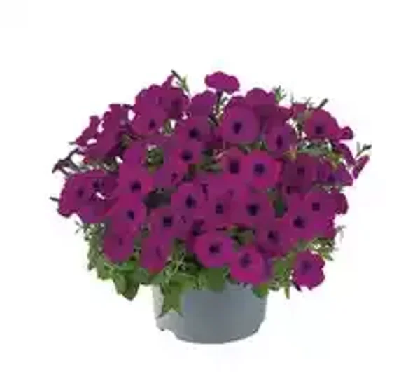petunia