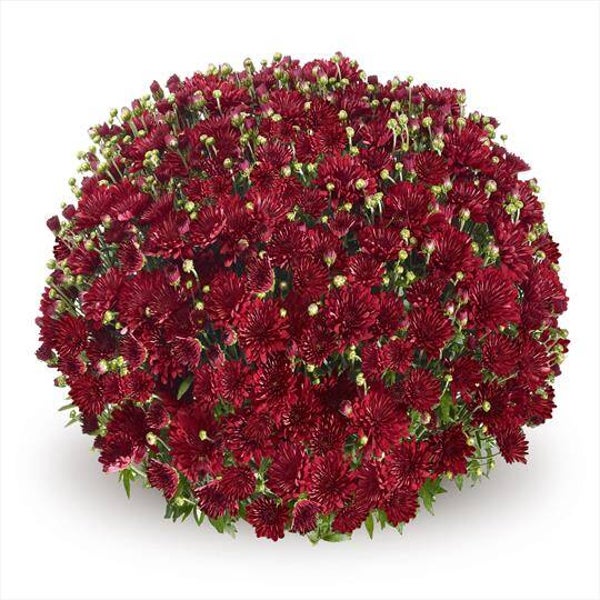 "Talent Chrysanthemum" Bolchrysant  (± 60cm)