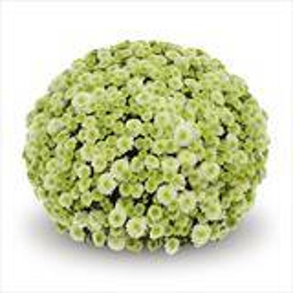 "Talent Chrysanthemum" Bolchrysant  (± 40cm)