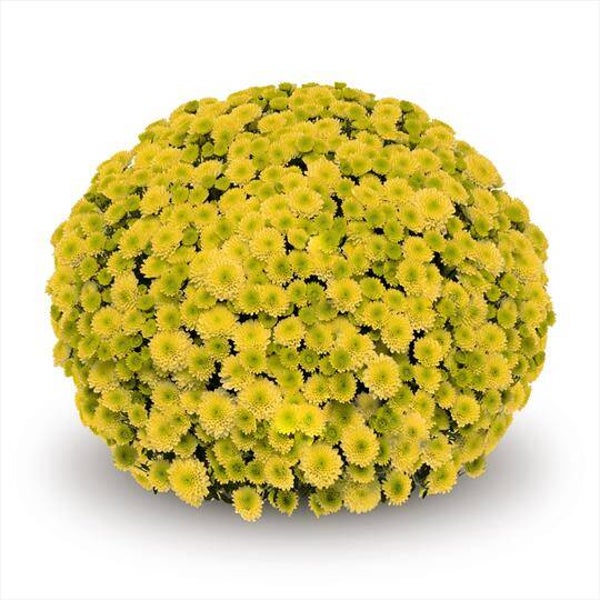 "Talent Chrysanthemum" Bolchrysant  (± 40cm)