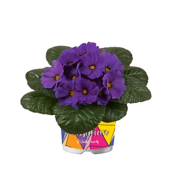 primula p12