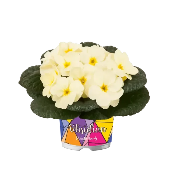 primula p12