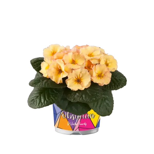 primula p12