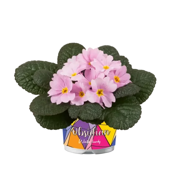 primula p12