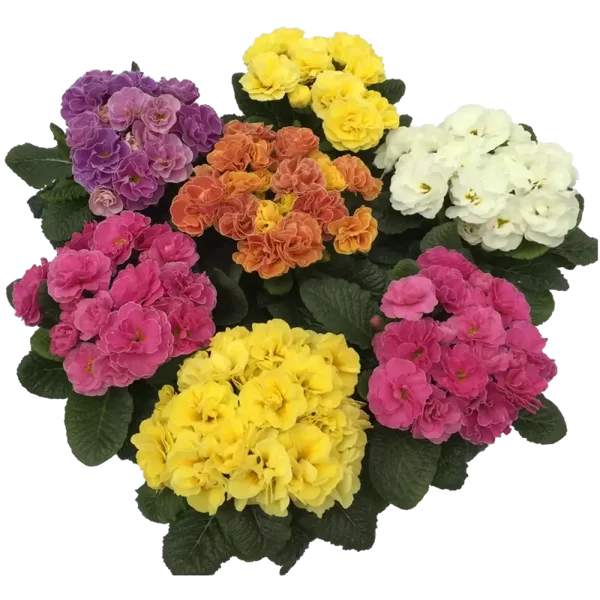 primula p12 div kleuren