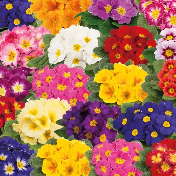 primula p12 div kleuren