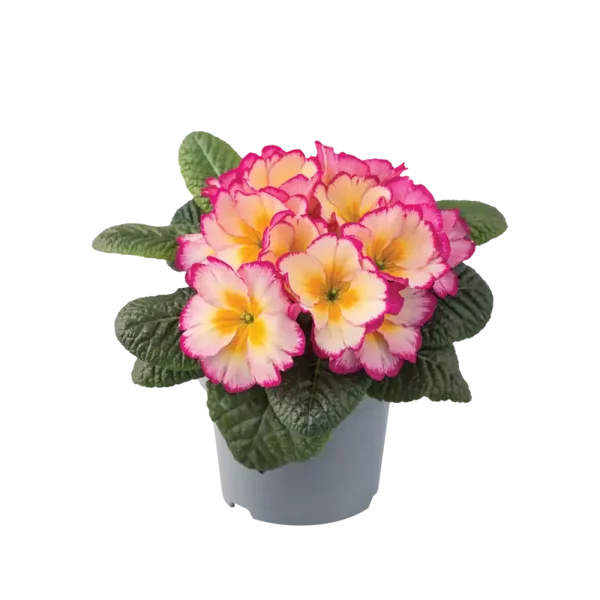 primula p12