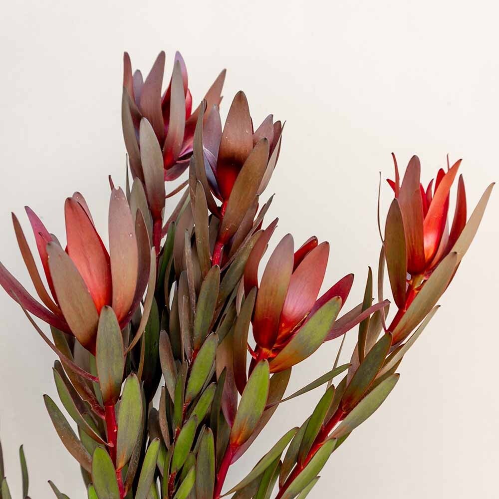 Leucadron red hand bosje