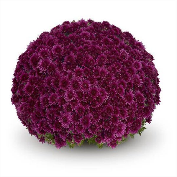 "Talent Chrysanthemum" Bolchrysant  (± 60cm)