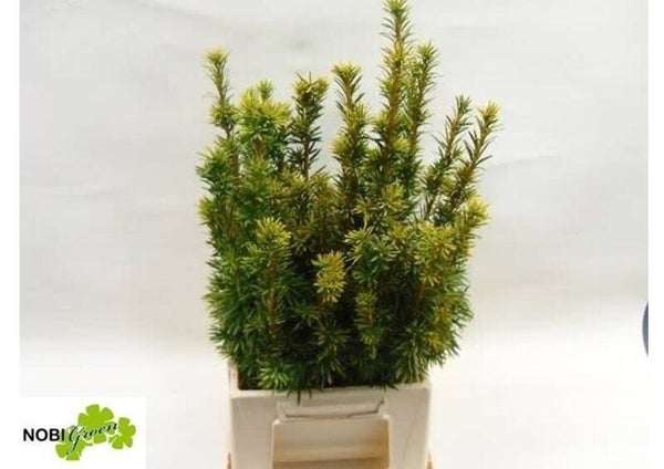 Taxus geel/groen hand bosje