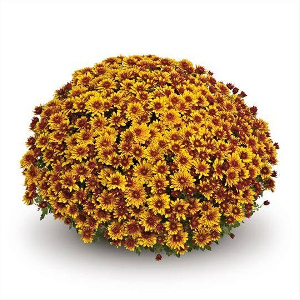 Bolchrysant"Talent Chrysanthemum" Bolchrysant  (± 90cm)