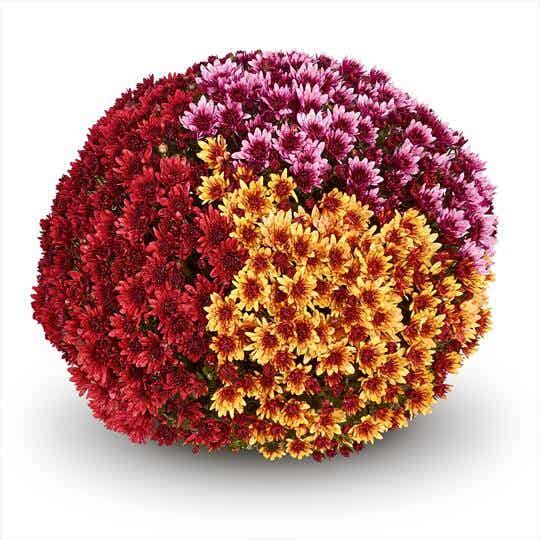 "Talent Chrysanthemum" Trio Bolchrysant  (± 60cm)