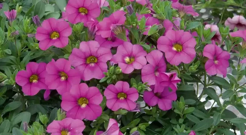calibrachoa