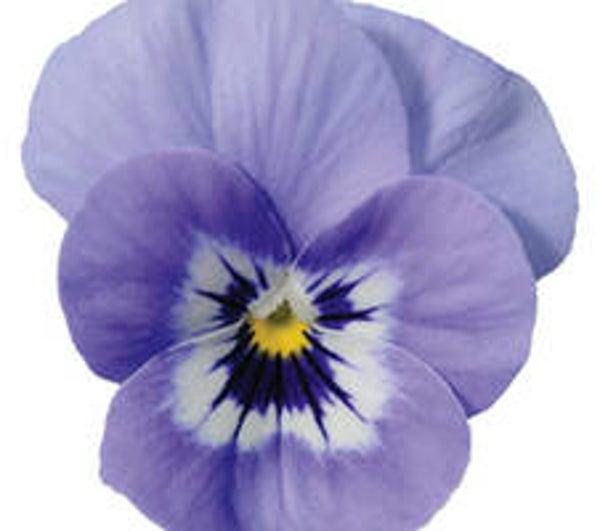 violen kleinbloemig
