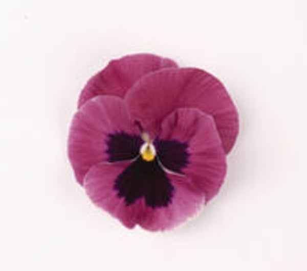 Viool grootbloemig