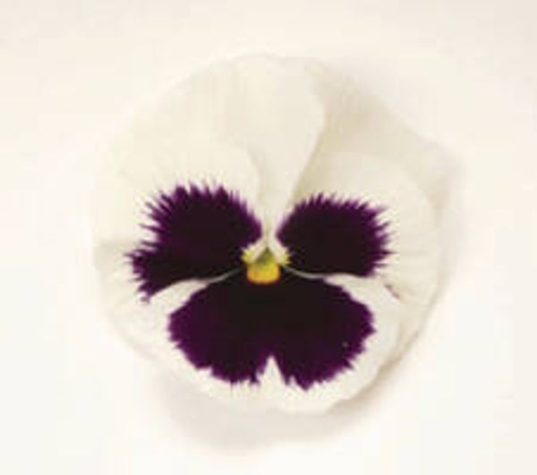 Viool grootbloemig